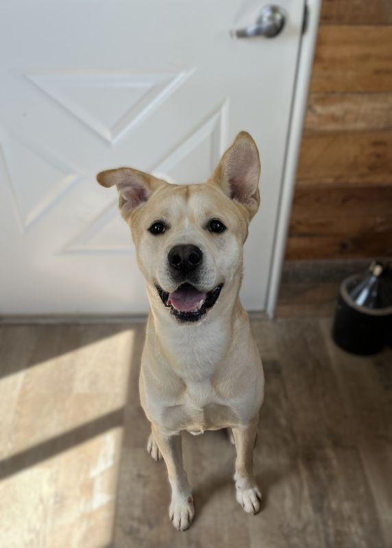 Enlarge Hank, a Adoptable mixed breed in Genoa, IL image 1/1