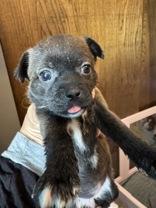 Enlarge Madeline, an adopted mixed breed in Madras, OR image 1/1