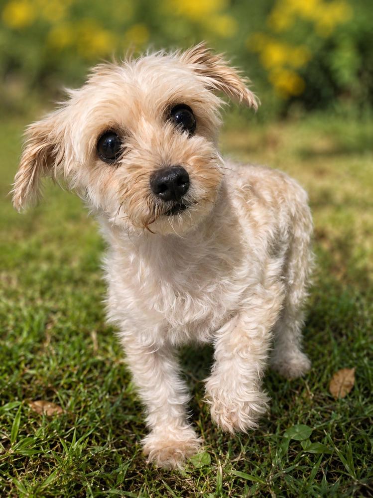 Pippa, Adoptable, Adult Female Maltese & Poodle.