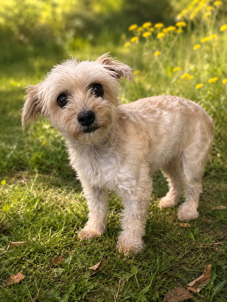 Pippa, a Adoptable mixed breed in Oakland, MI image 2/3