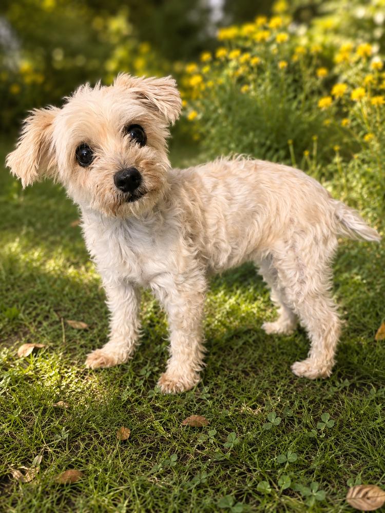 Pippa, a Adoptable mixed breed in Oakland, MI image 3/3