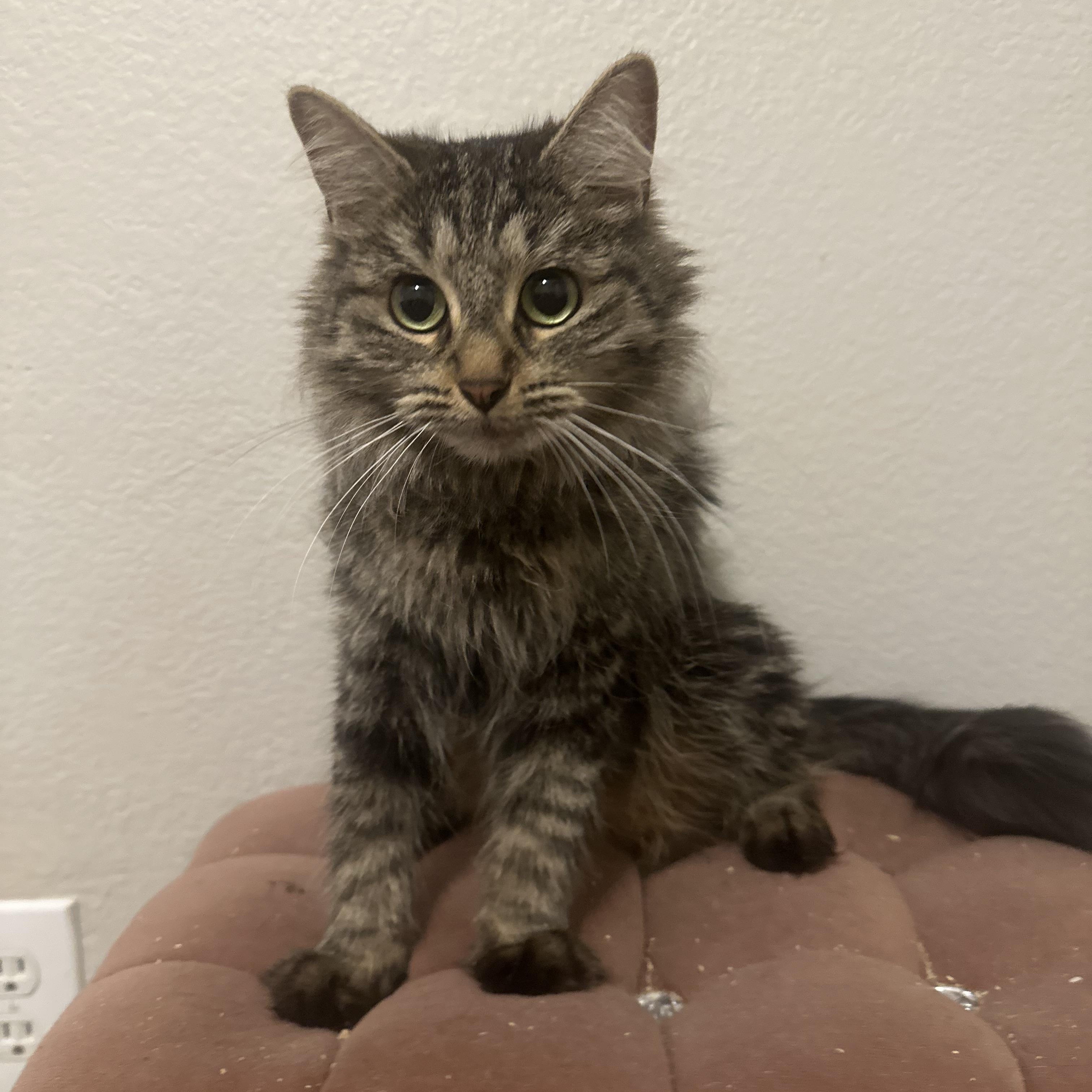 Bailey, ADOPTABLE, Young Female Domestic Medium Hair.