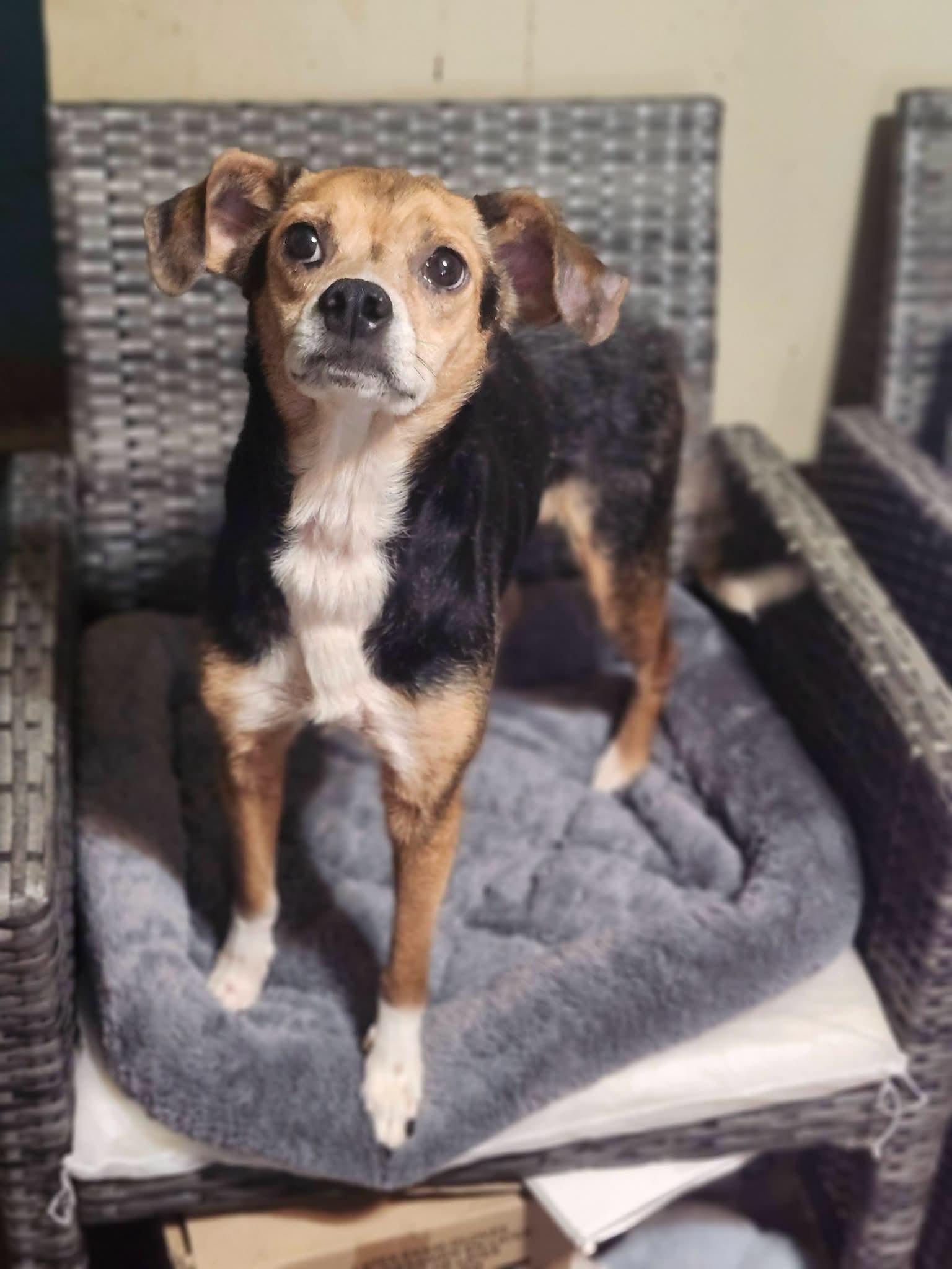 Enlarge Cleo, a Adopted mixed breed in Cosby, TN image 2/4
