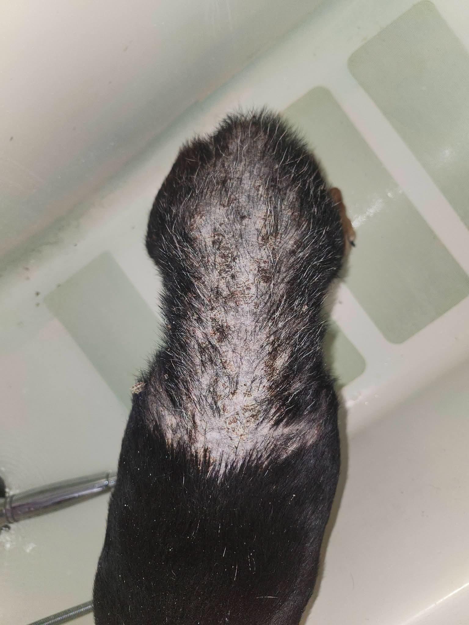 Enlarge Cleo, a Adopted mixed breed in Cosby, TN image 3/4