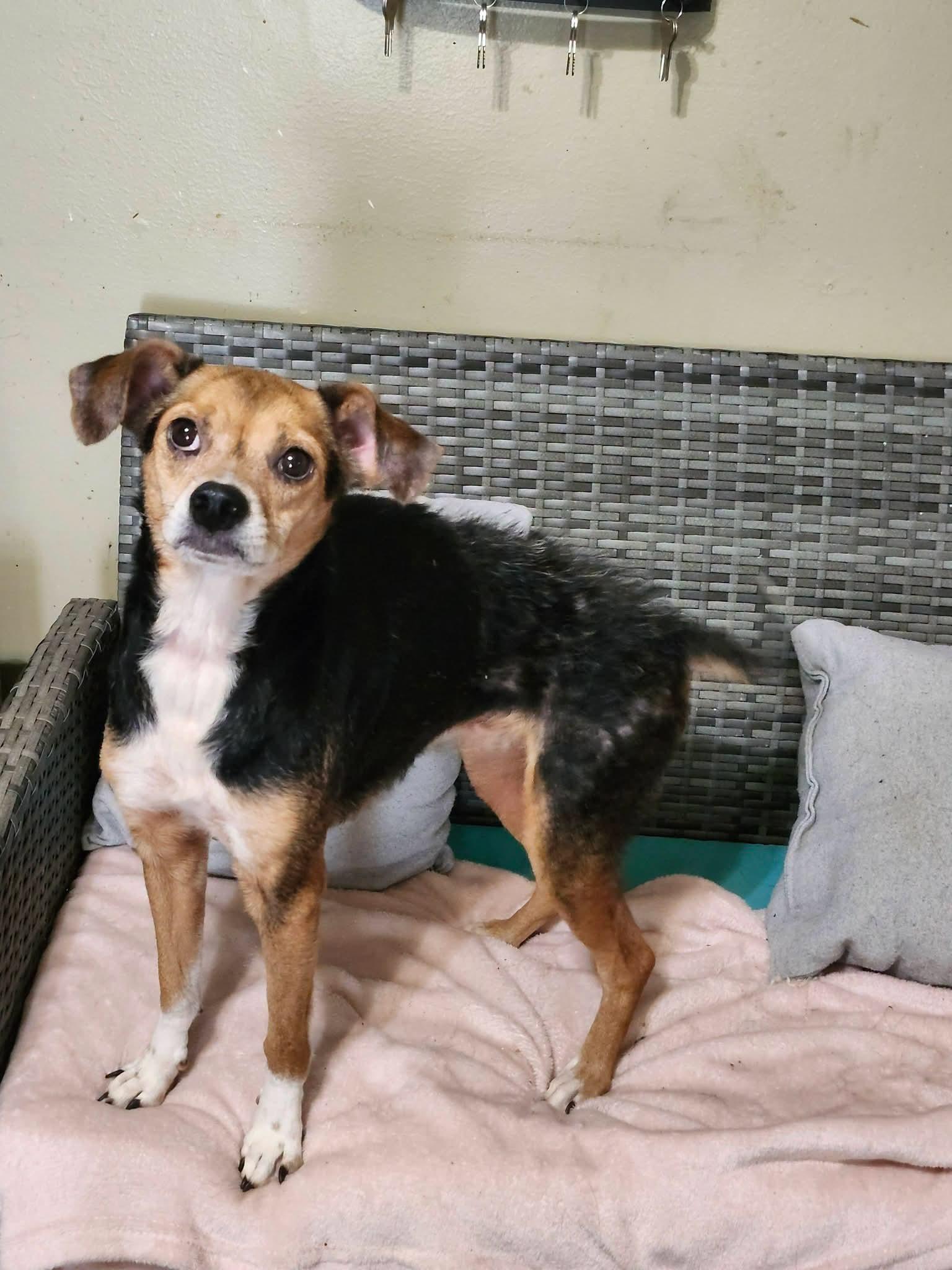 Enlarge Cleo, a Adopted mixed breed in Cosby, TN image 4/4