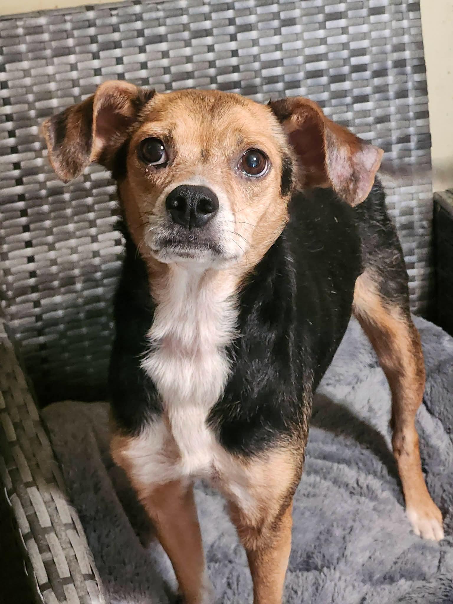 Cleo, Adopted, Adult Female Beagle.