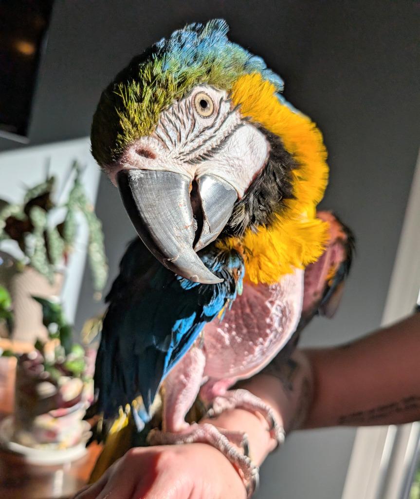 Enlarge Cara, a Adoptable Macaw in Ballwin, MO image 1/6