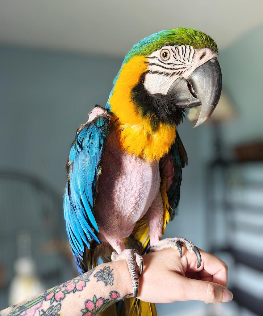 Enlarge Cara, a Adoptable Macaw in Ballwin, MO image 4/6