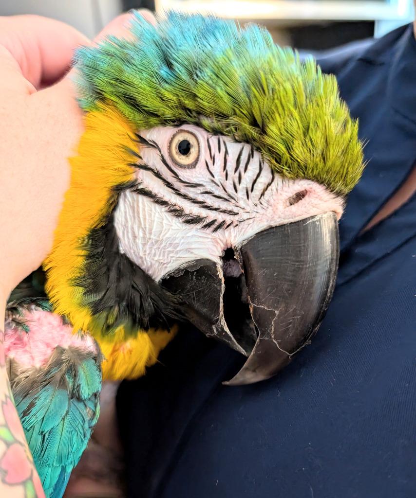 Enlarge Cara, a Adoptable Macaw in Ballwin, MO image 5/6
