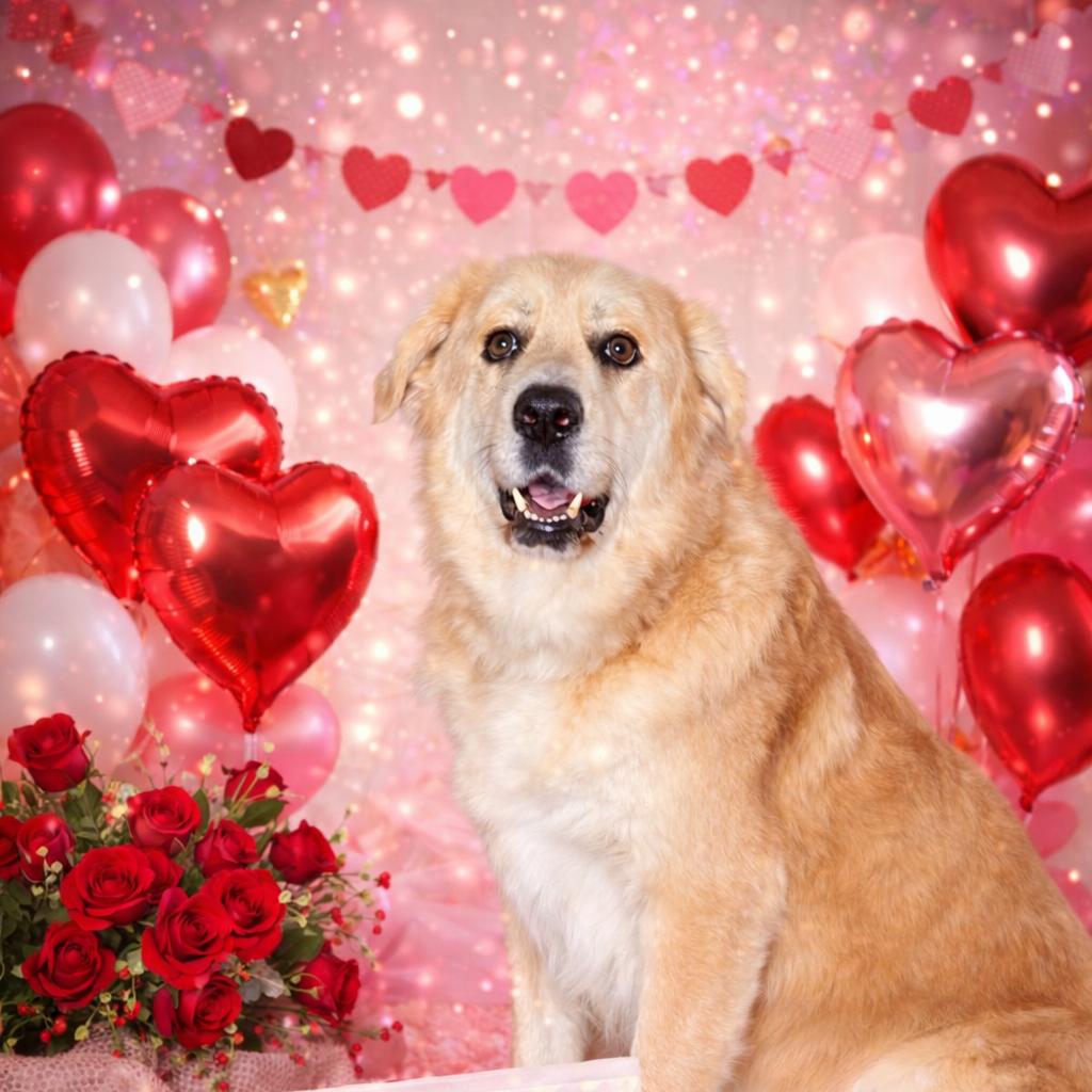 Enlarge Benny, a Adoptable mixed breed in Melbourne, KY image 1/4