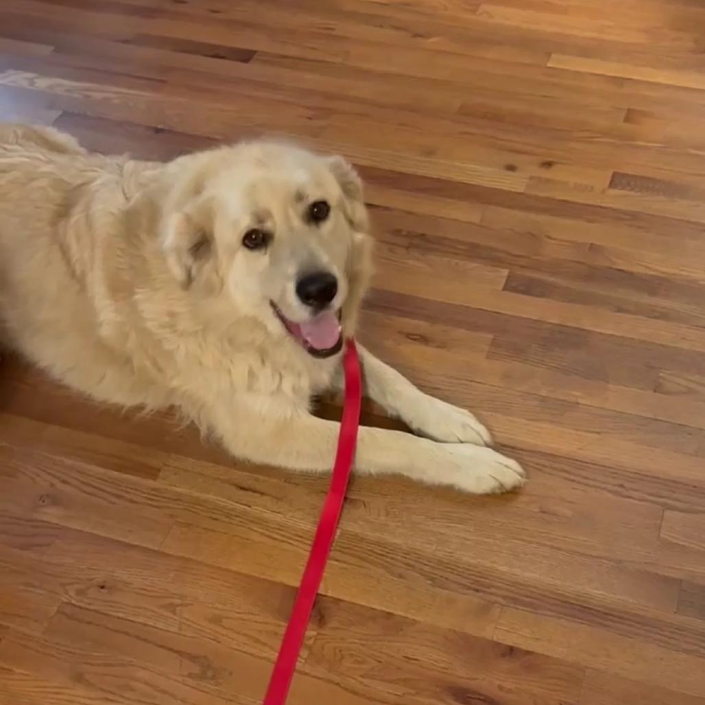 Skinny Vinny, Adoptable, Adult Male Golden Retriever & Great Pyrenees.