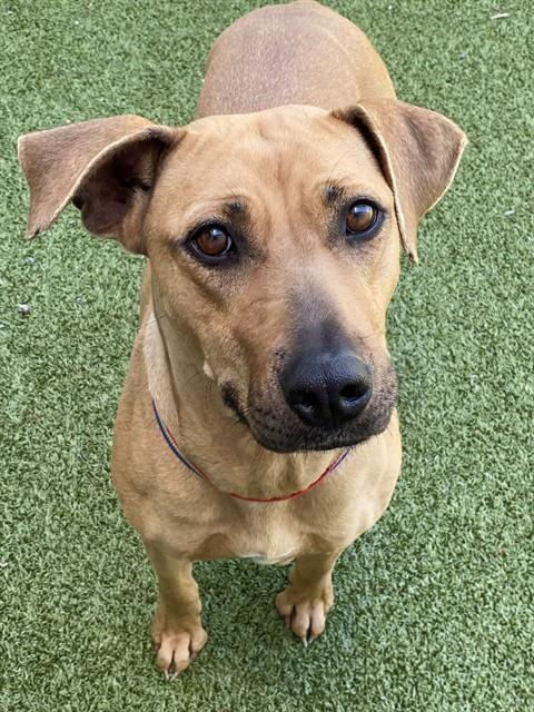 MAXINE, Adoptable, Adult Female Black Mouth Cur.