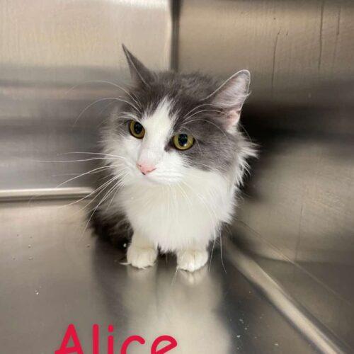 Enlarge Alice, a Adoptable Domestic Medium Hair in Burlington, IA image 1/3