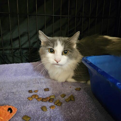 Enlarge Alice, a Adoptable Domestic Medium Hair in Burlington, IA image 3/3