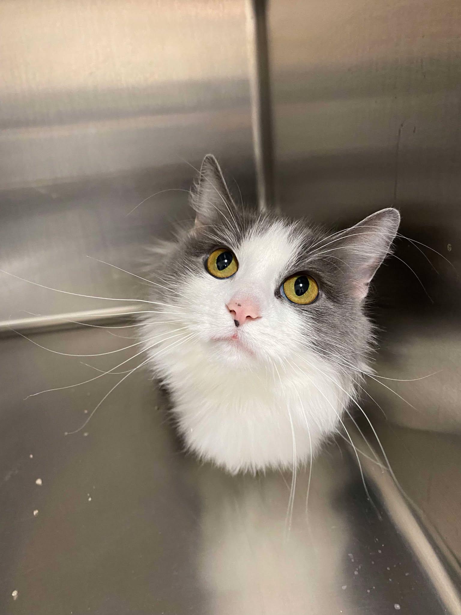 Enlarge Alice, a Adoptable Domestic Medium Hair in Burlington, IA image 3/3