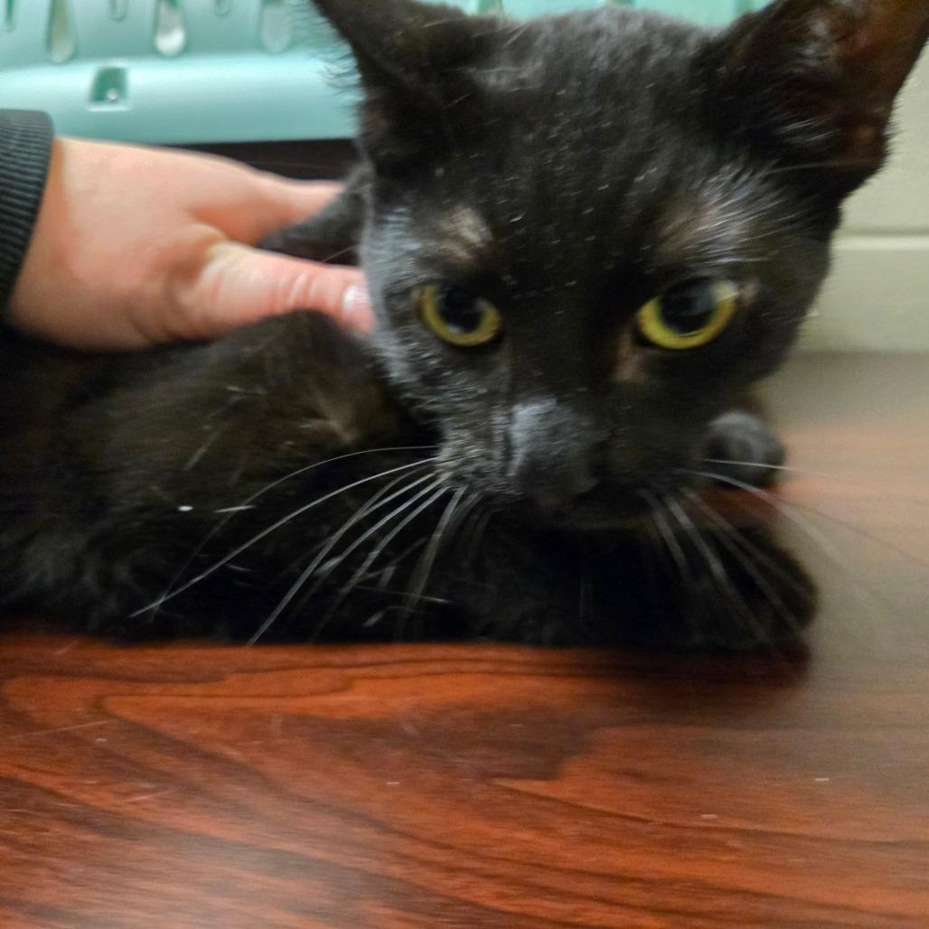 Enlarge Belinda, a Adoptable Domestic Short Hair in Bristol, IN image 1/1