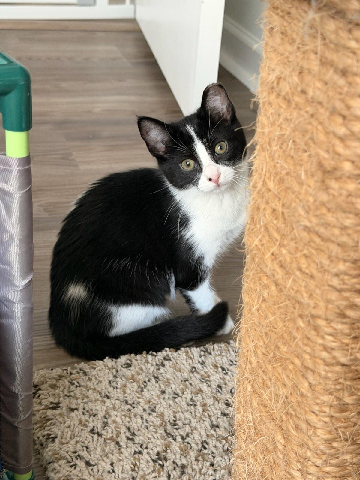 Enlarge Ariel, a Adoptable Domestic Short Hair in Moncks Corner, SC image 1/1
