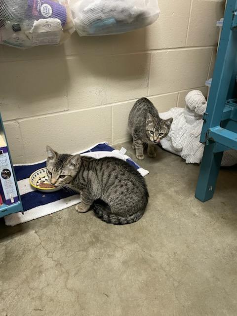 Moe, ADOPTABLE, Kitten Male Domestic Short Hair.