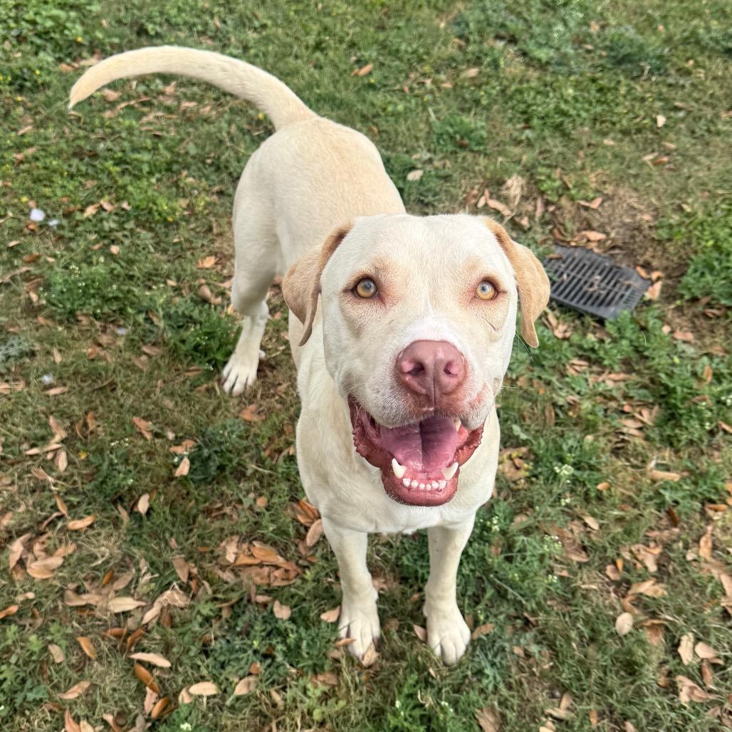 Jafar, Adoptable, Young Male Labrador Retriever & Mixed Breed.