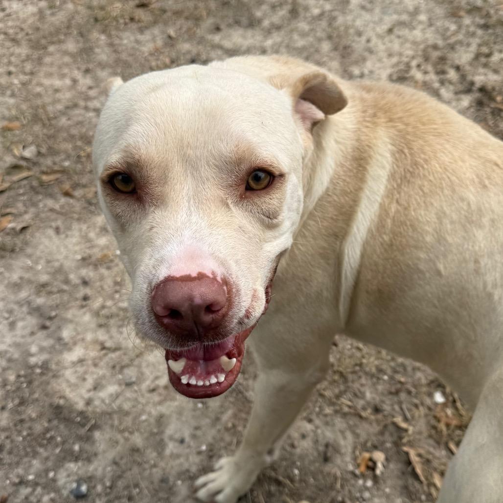 Jafar, a Adoptable mixed breed in Corpus Christi, TX image 2/6