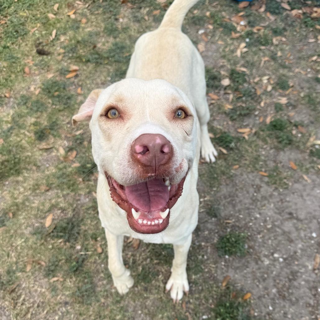 Jafar, a Adoptable mixed breed in Corpus Christi, TX image 3/6