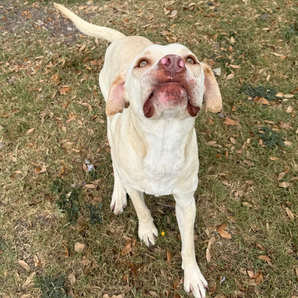Jafar, a Adoptable mixed breed in Corpus Christi, TX image 5/6