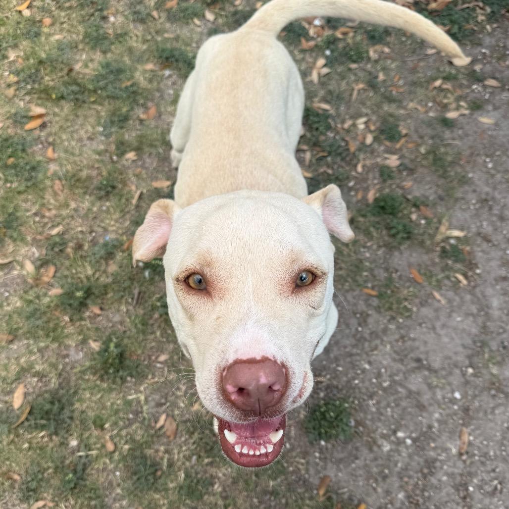 Jafar, a Adoptable mixed breed in Corpus Christi, TX image 6/6