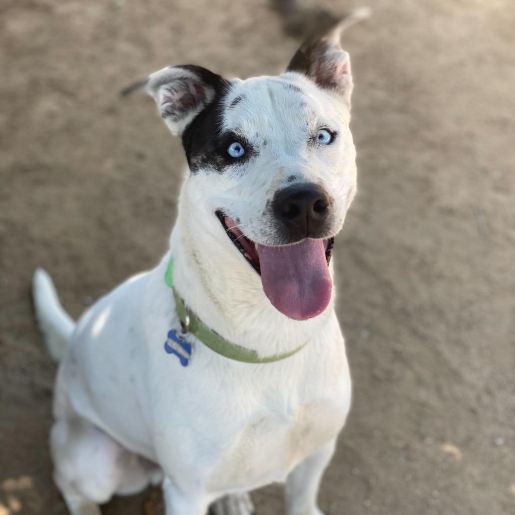 Enlarge Frost Bite, a Adoptable mixed breed in Riverside, CA image 1/5