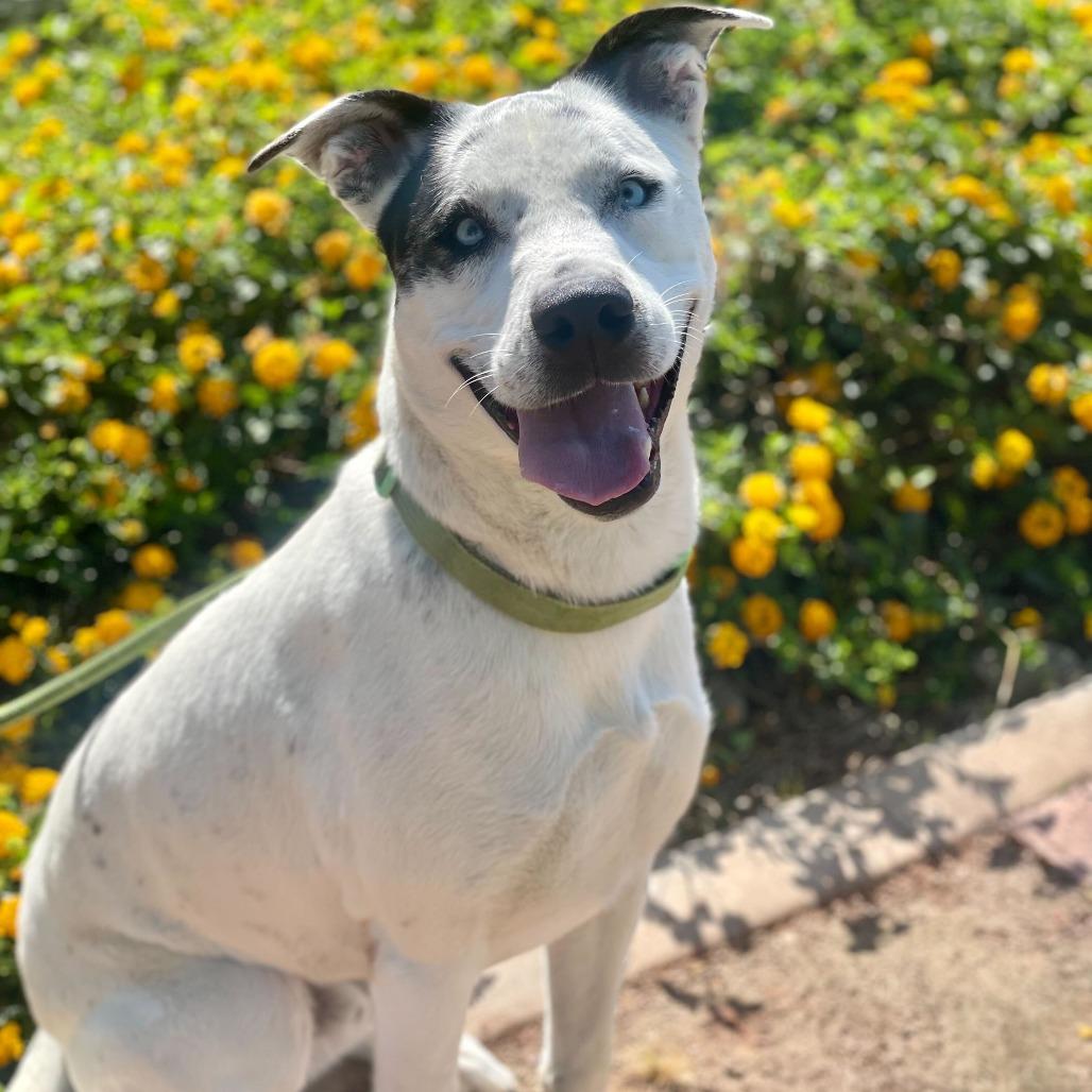 Enlarge Frost Bite, a Adoptable mixed breed in Riverside, CA image 2/5