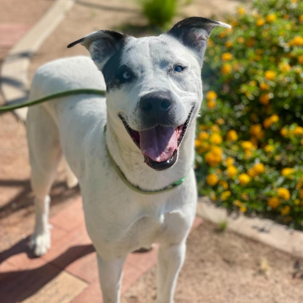 Enlarge Frost Bite, a Adoptable mixed breed in Riverside, CA image 3/5