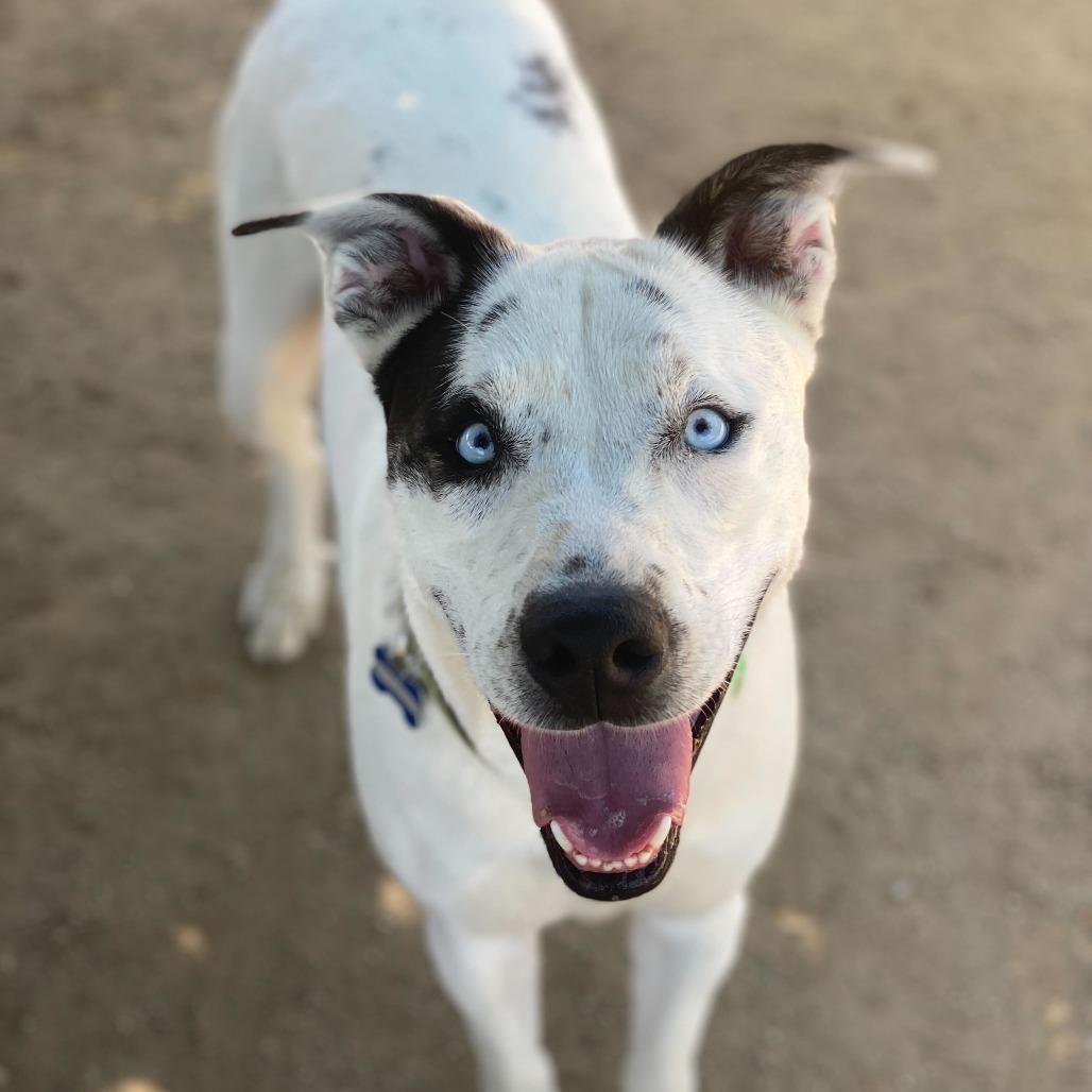 Enlarge Frost Bite, a Adoptable mixed breed in Riverside, CA image 4/5