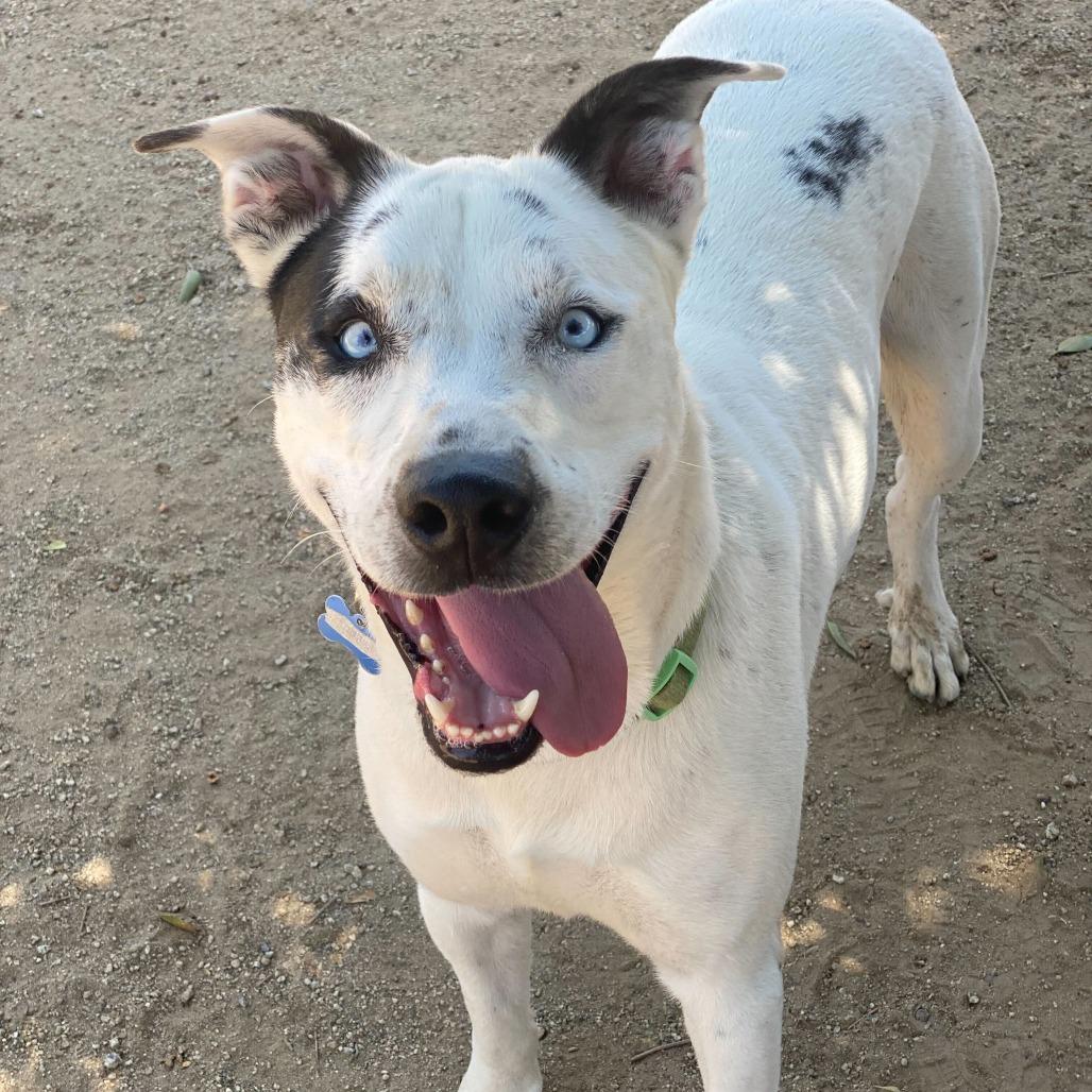 Enlarge Frost Bite, a Adoptable mixed breed in Riverside, CA image 5/5