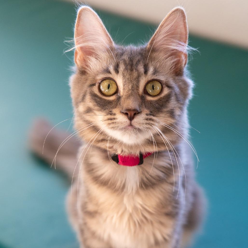 Cove, Adoptable, Kitten Female Domestic Long Hair.