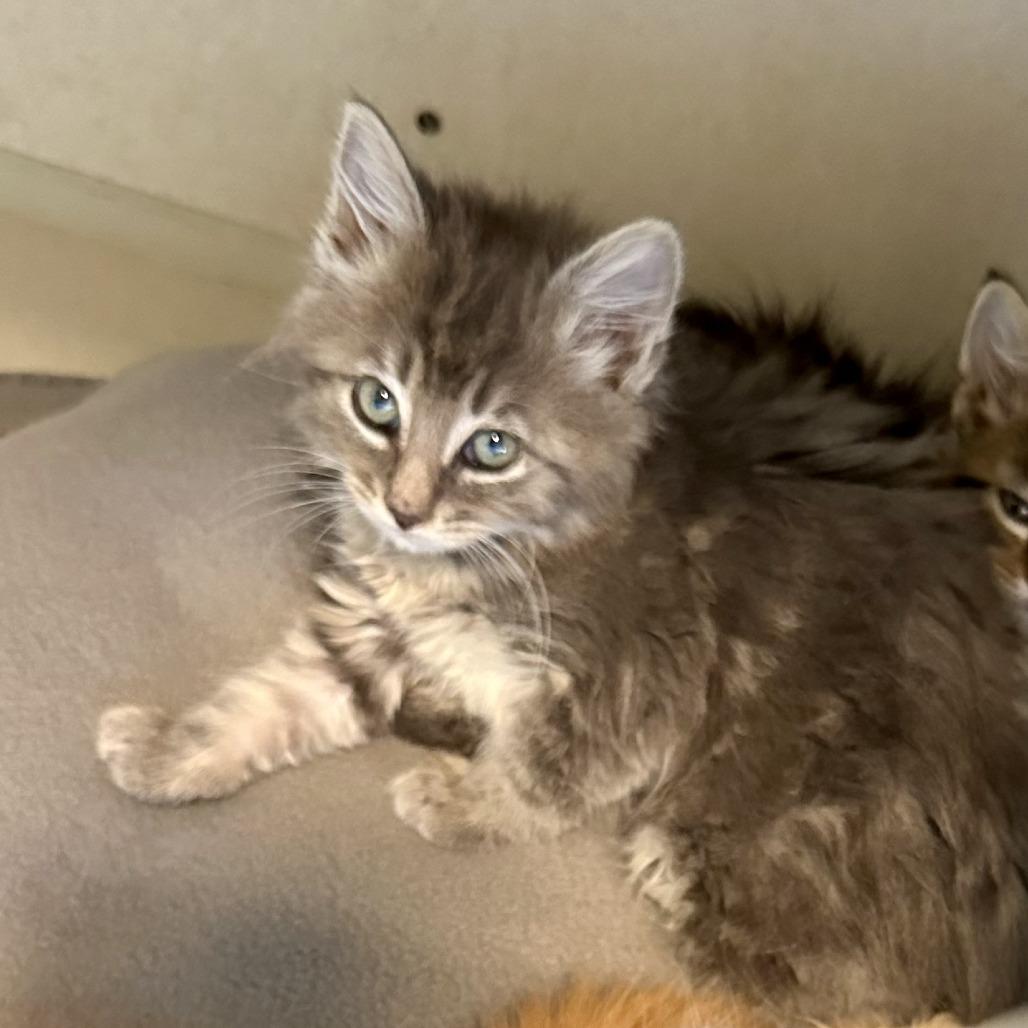 Enlarge Cove, a Adoptable Domestic Long Hair in Durango, CO image 2/6