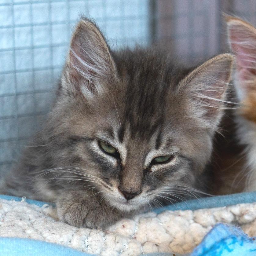Enlarge Cove, a Adoptable Domestic Long Hair in Durango, CO image 3/6