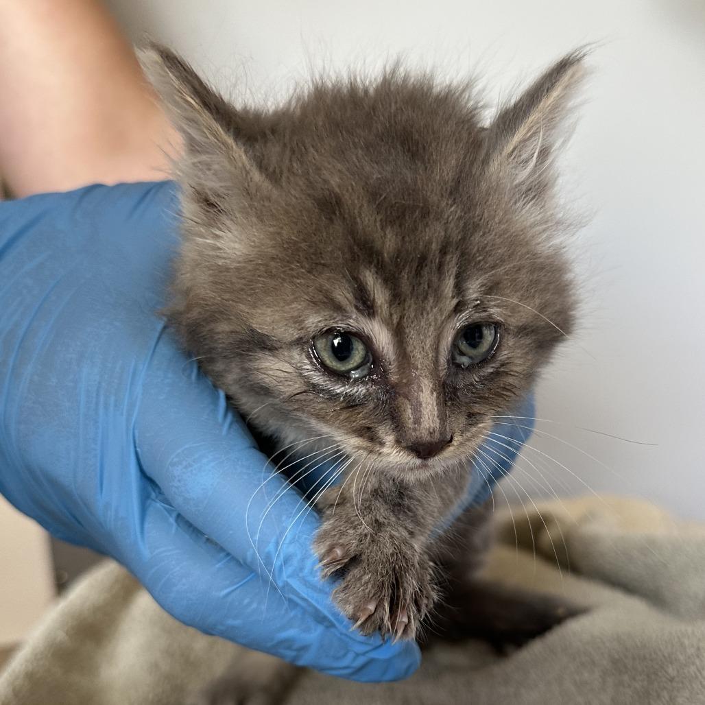 Enlarge Cove, a Adoptable Domestic Long Hair in Durango, CO image 4/6