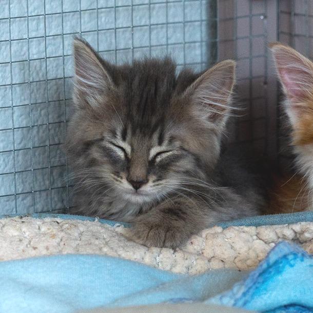 Enlarge Cove, a Adoptable Domestic Long Hair in Durango, CO image 5/6