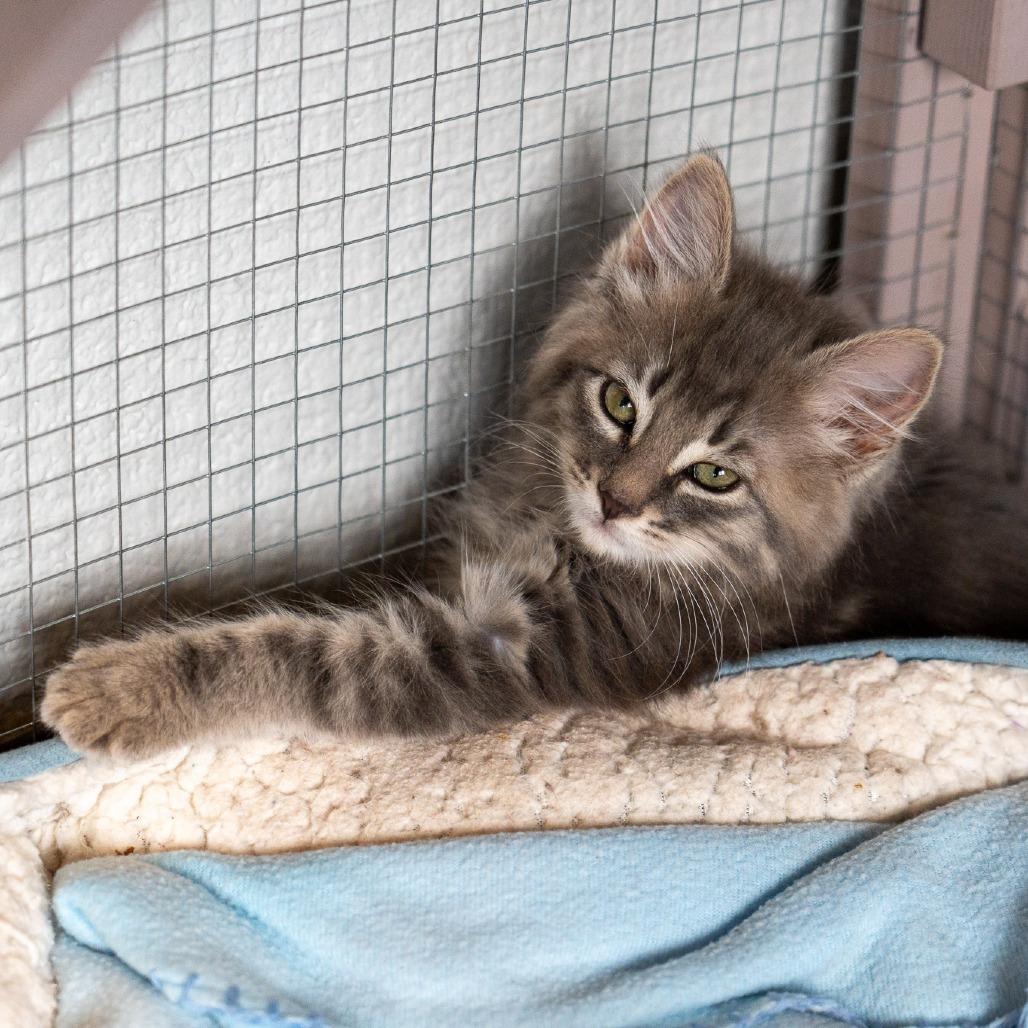 Enlarge Cove, a Adoptable Domestic Long Hair in Durango, CO image 6/6