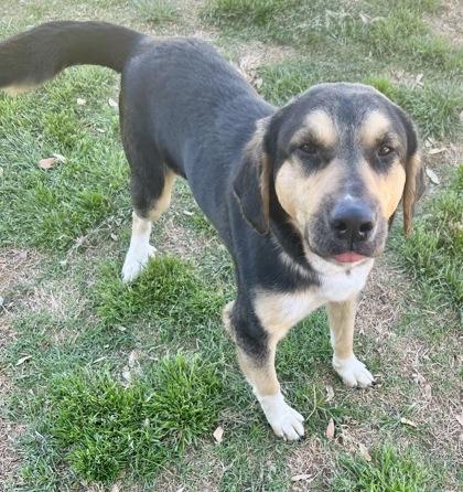 Enlarge Gruff, an adopted Mixed Breed in Georgetown, TX image 2/2