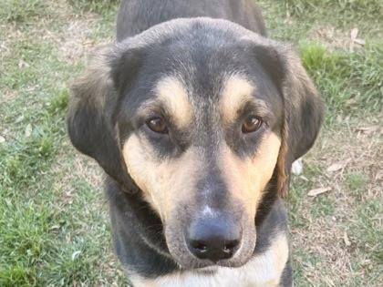 Gruff, adopted, Adult Male Mixed Breed.