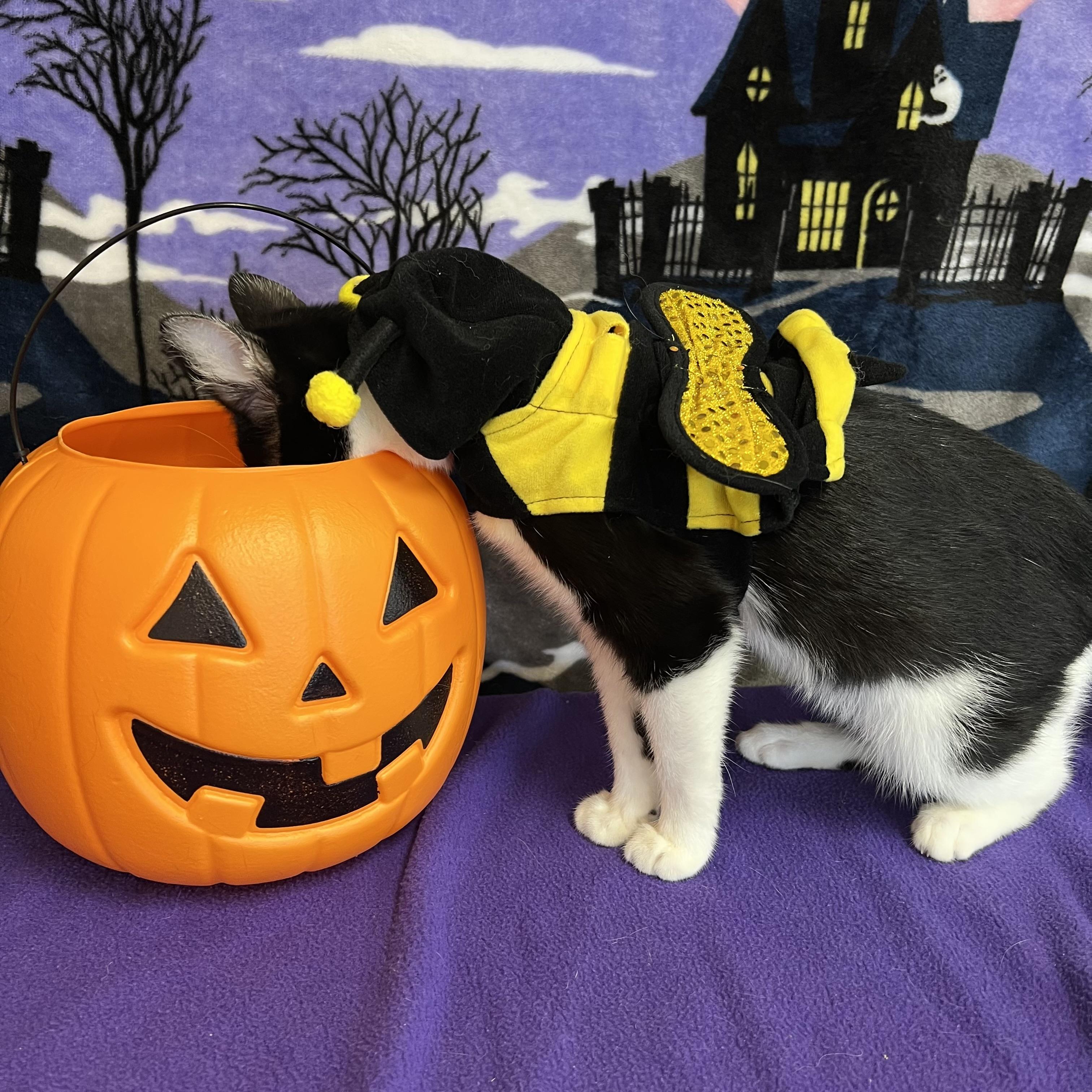 Zoe Saldana **NO FEE** (Sponsored by Dawn Zehms)