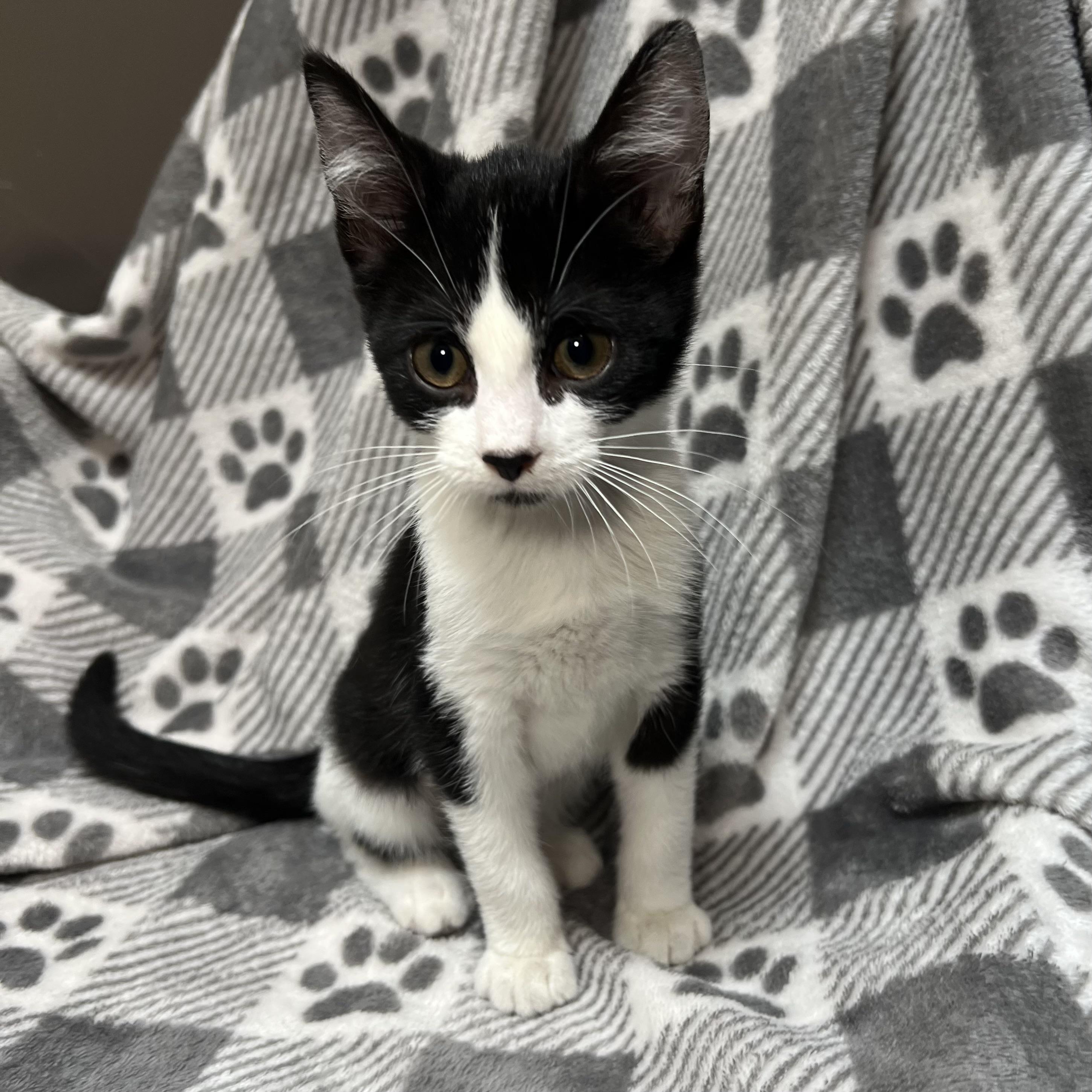 Zoe Saldana **NO FEE** (Sponsored by Dawn Zehms), a Adoptable Domestic Short Hair in Fairmont, MN image 6/6