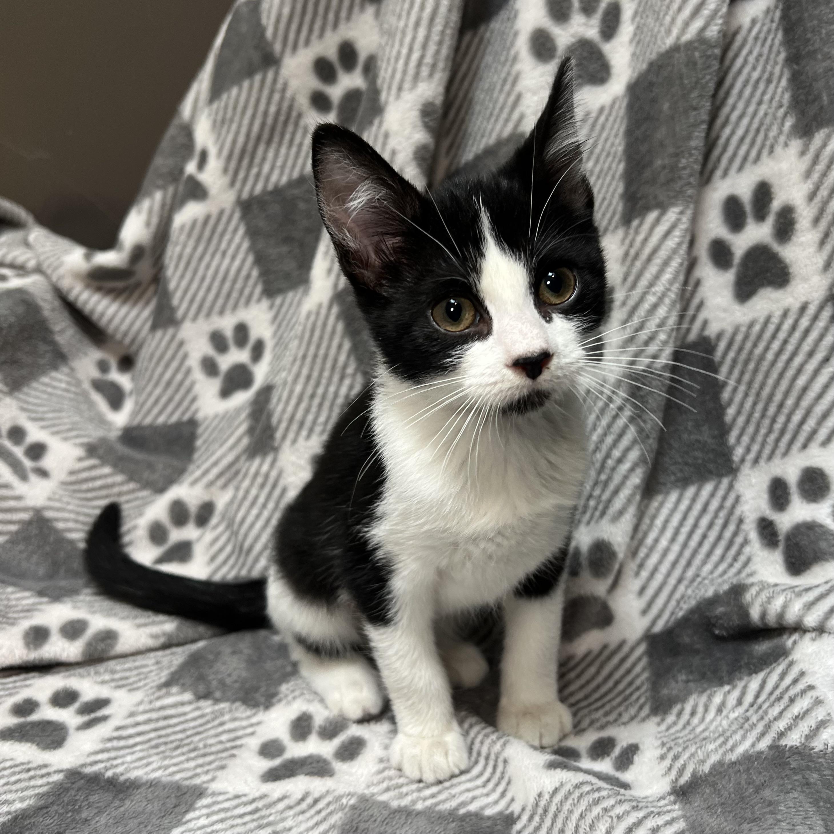 Zoe Saldana **NO FEE** (Sponsored by Dawn Zehms), a Adoptable Domestic Short Hair in Fairmont, MN image 5/6