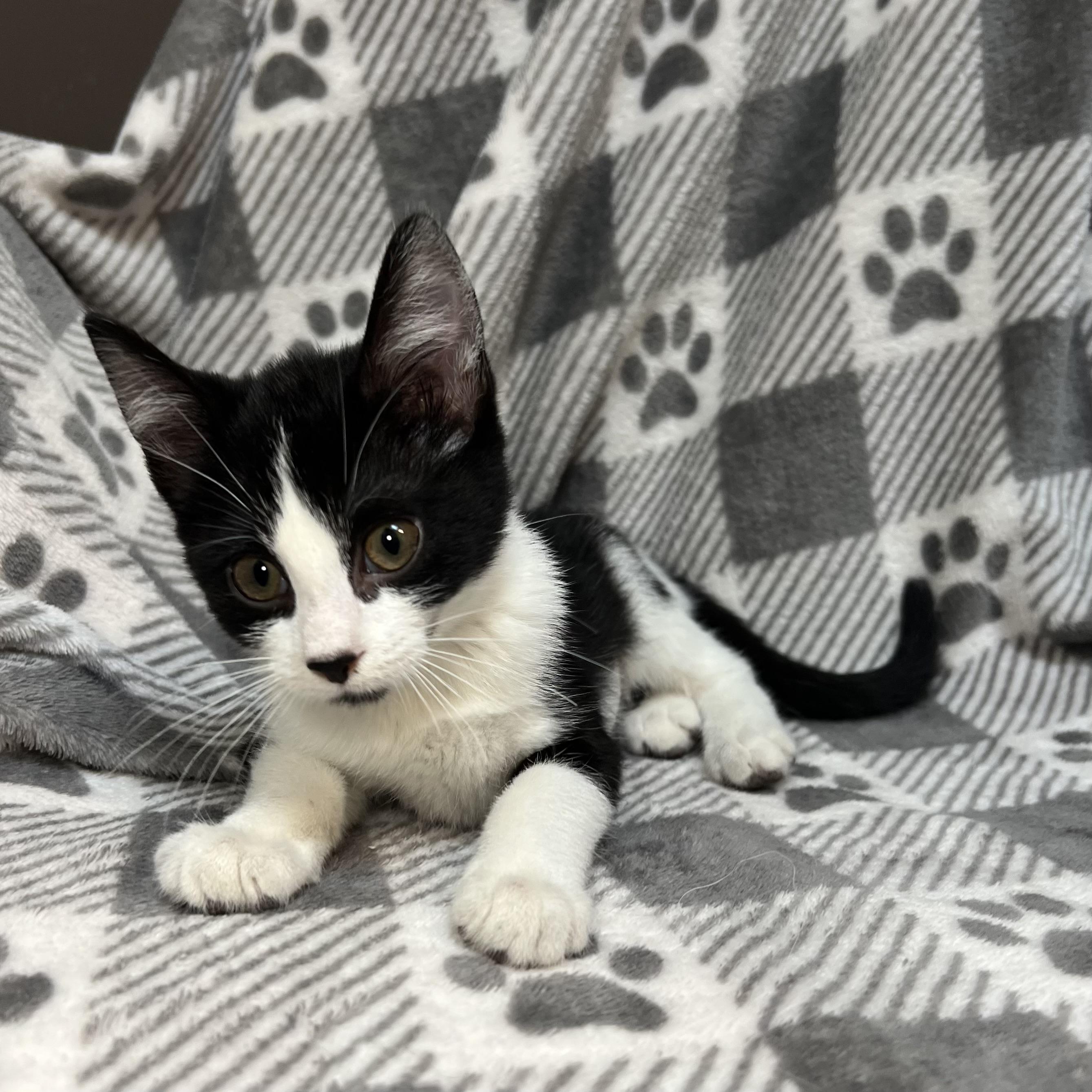 Zoe Saldana **NO FEE** (Sponsored by Dawn Zehms), a Adoptable Domestic Short Hair in Fairmont, MN image 4/6