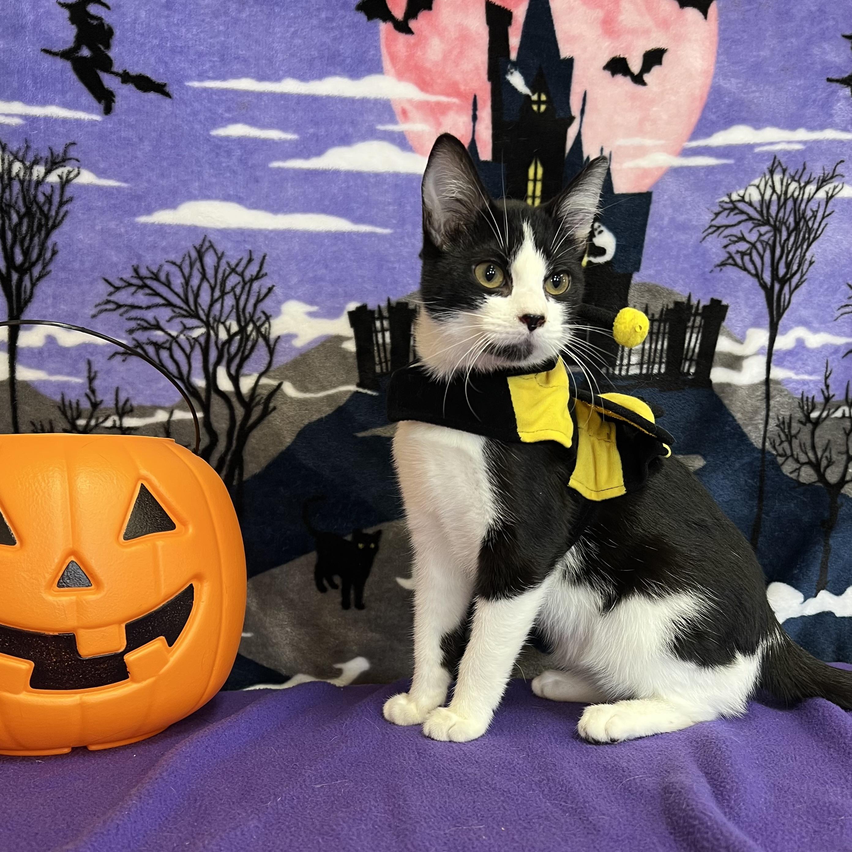 Zoe Saldana **NO FEE** (Sponsored by Dawn Zehms), Adoptable, Young Female Domestic Short Hair.