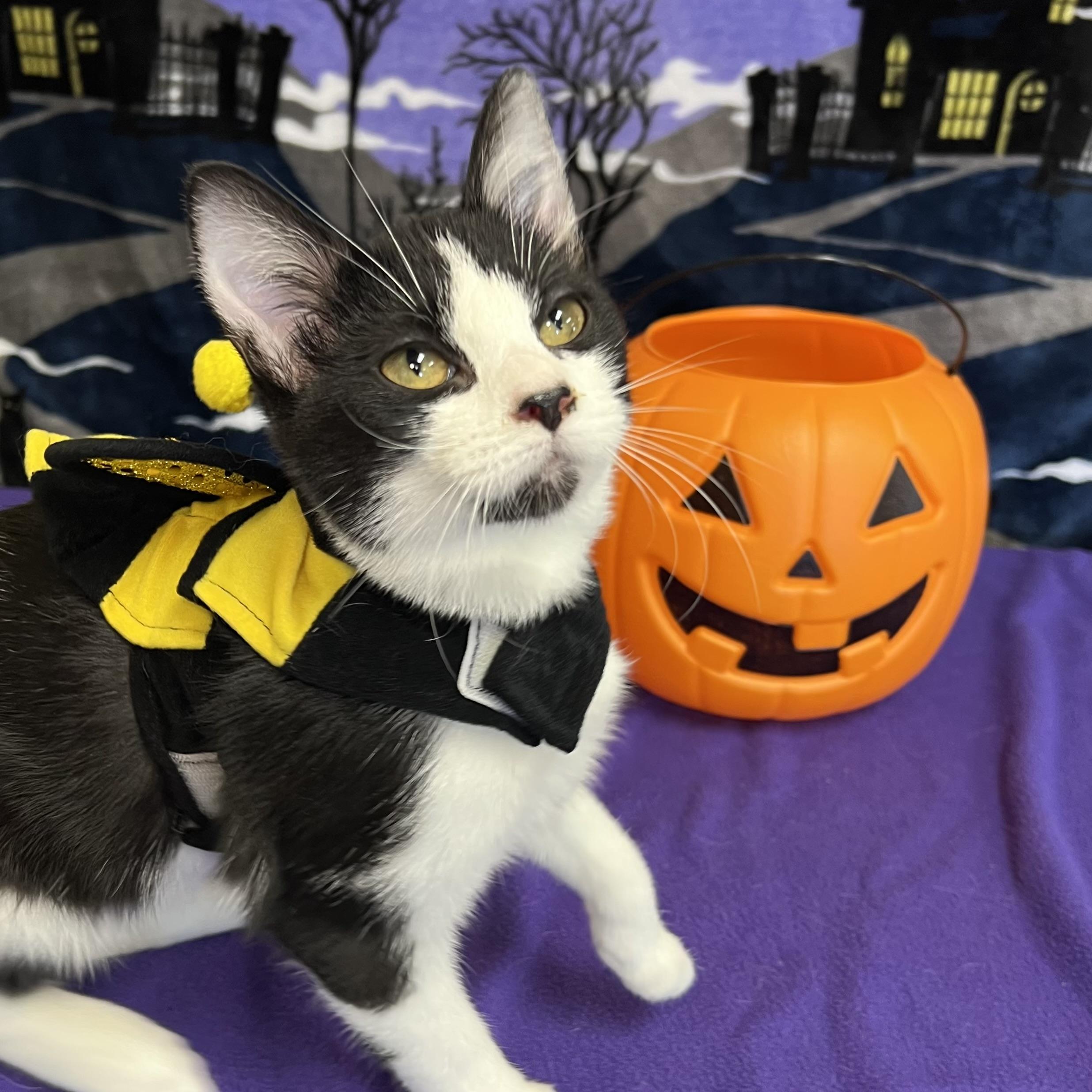 Zoe Saldana **NO FEE** (Sponsored by Dawn Zehms)