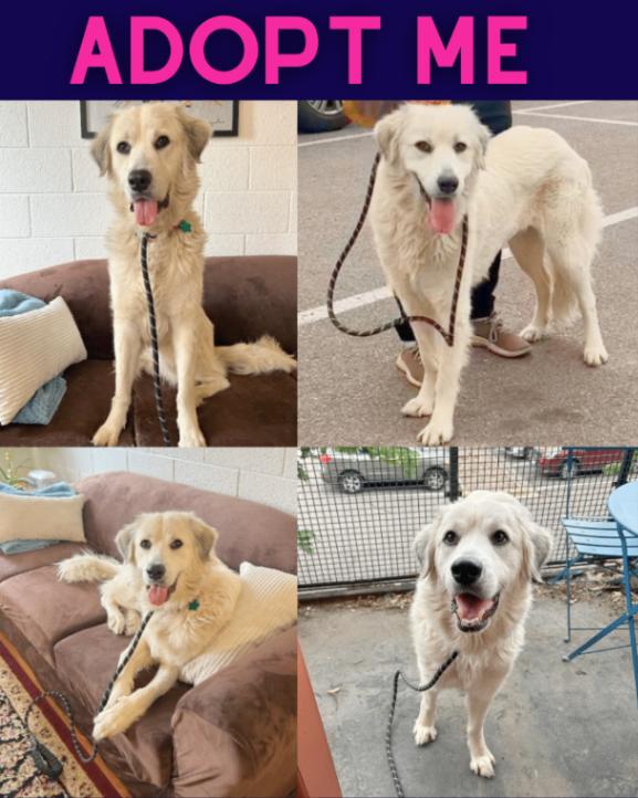 Lucille, a Adoptable Great Pyrenees in Boulder, CO image 1/4