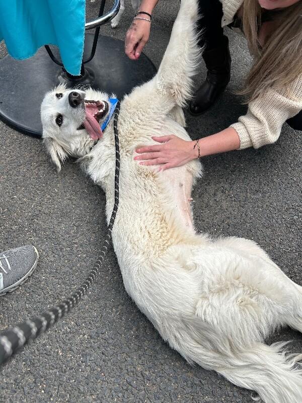 Lucille, a Adoptable Great Pyrenees in Boulder, CO image 2/4