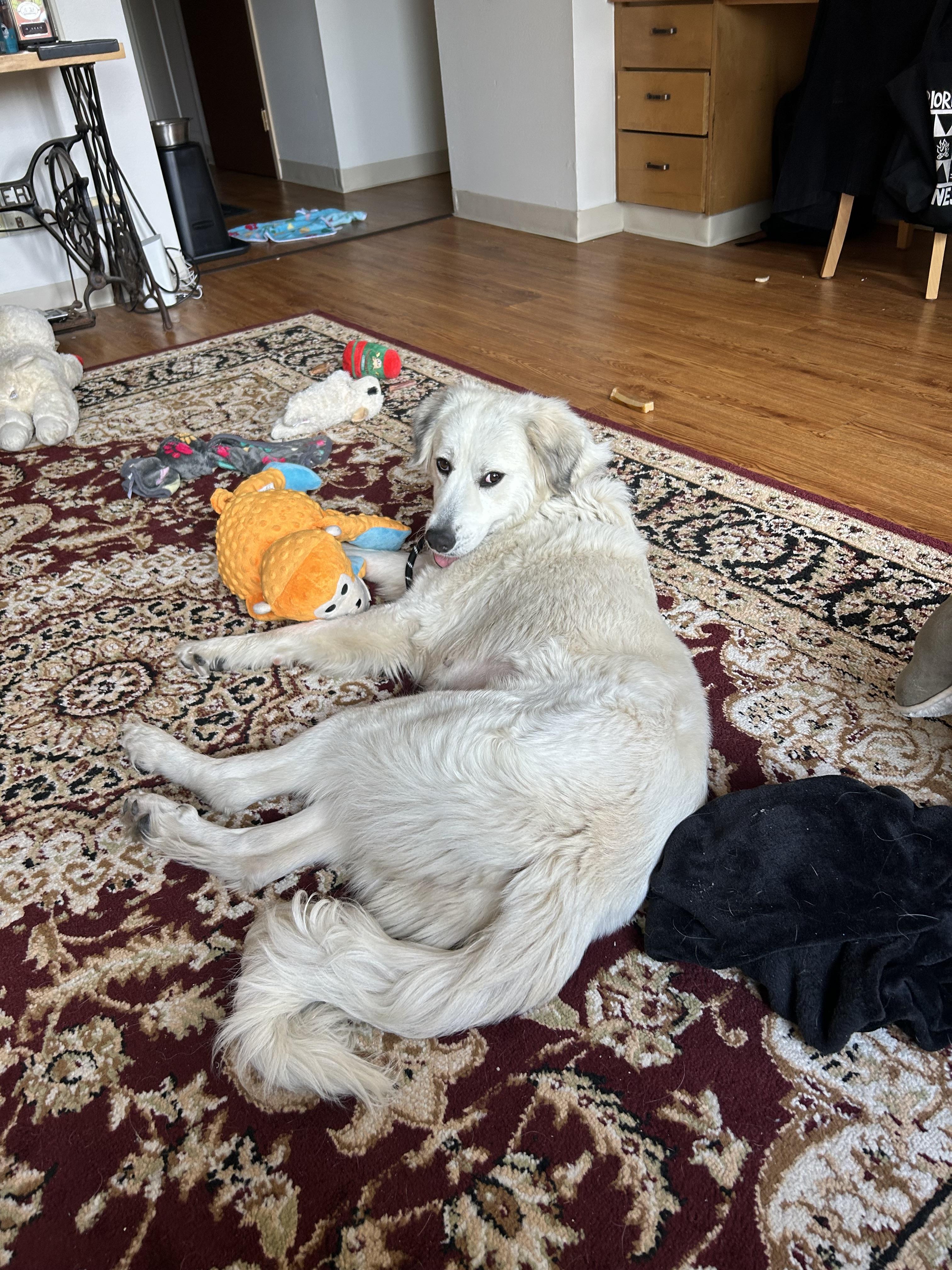 Lucille, a Adoptable Great Pyrenees in Boulder, CO image 3/4