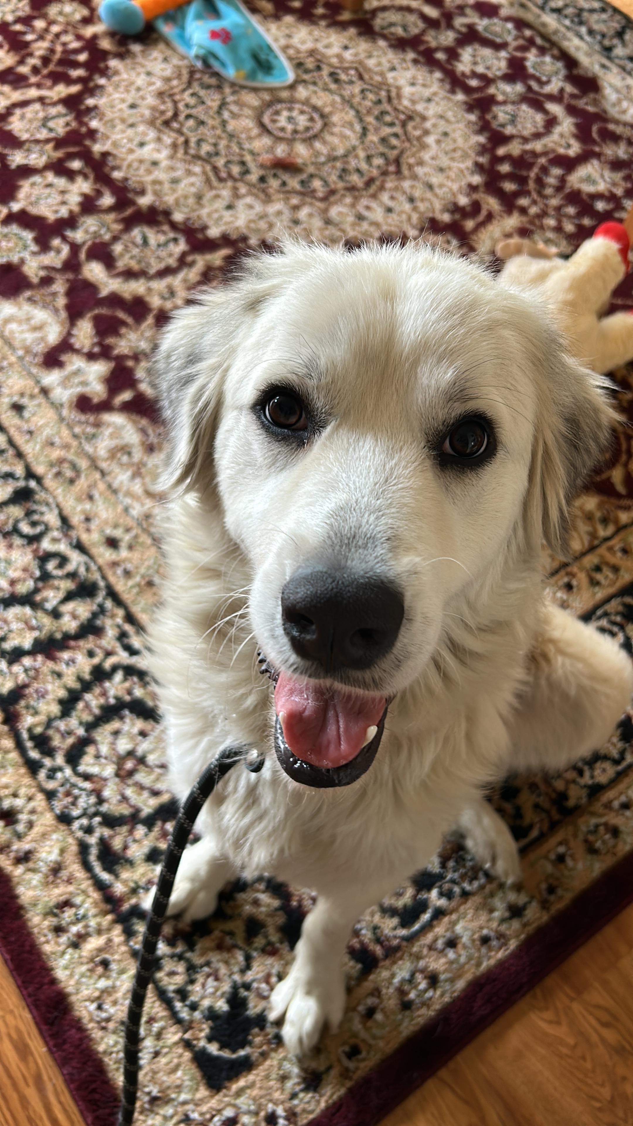 Lucille, a Adoptable Great Pyrenees in Boulder, CO image 4/4